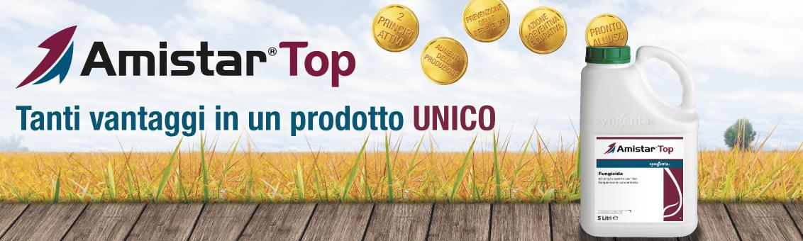 amistar top riso