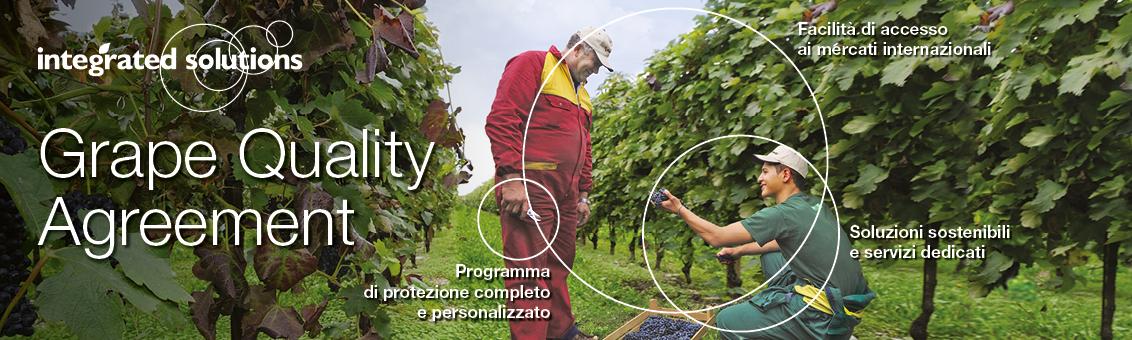 grape quality agreement syngenta