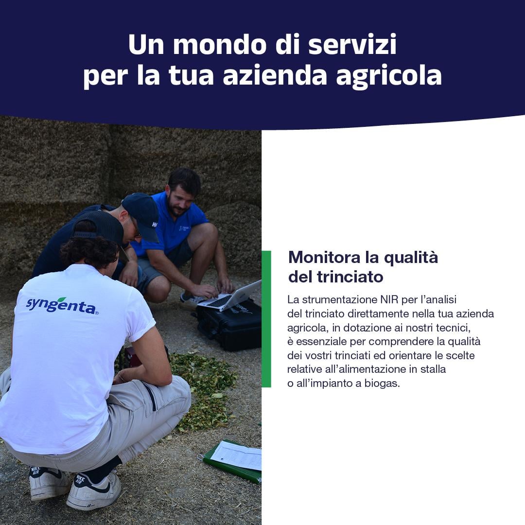 analisi trinciato