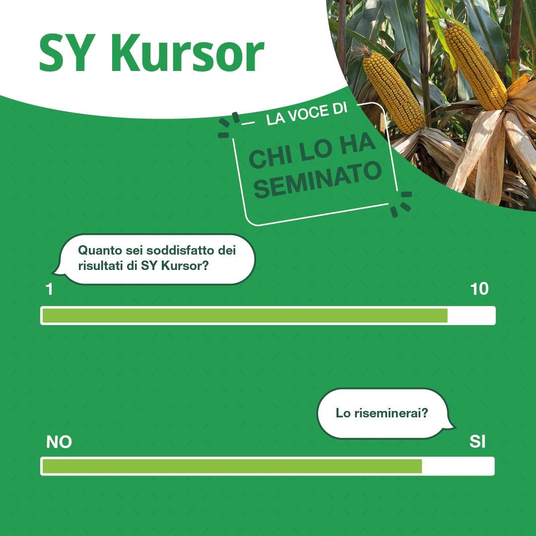 kursor survey