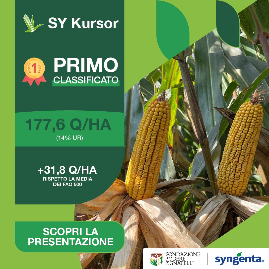 kursor prove in campo