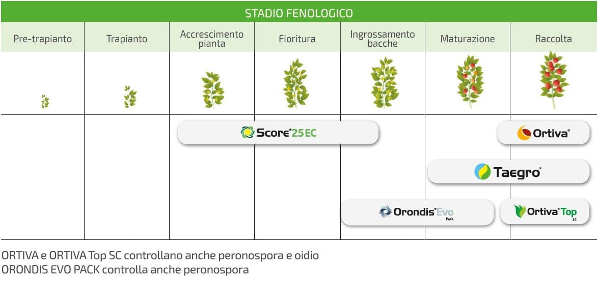 programma di difesa pomodoro taegro