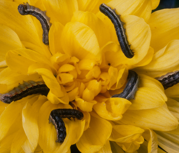 lepidotteri