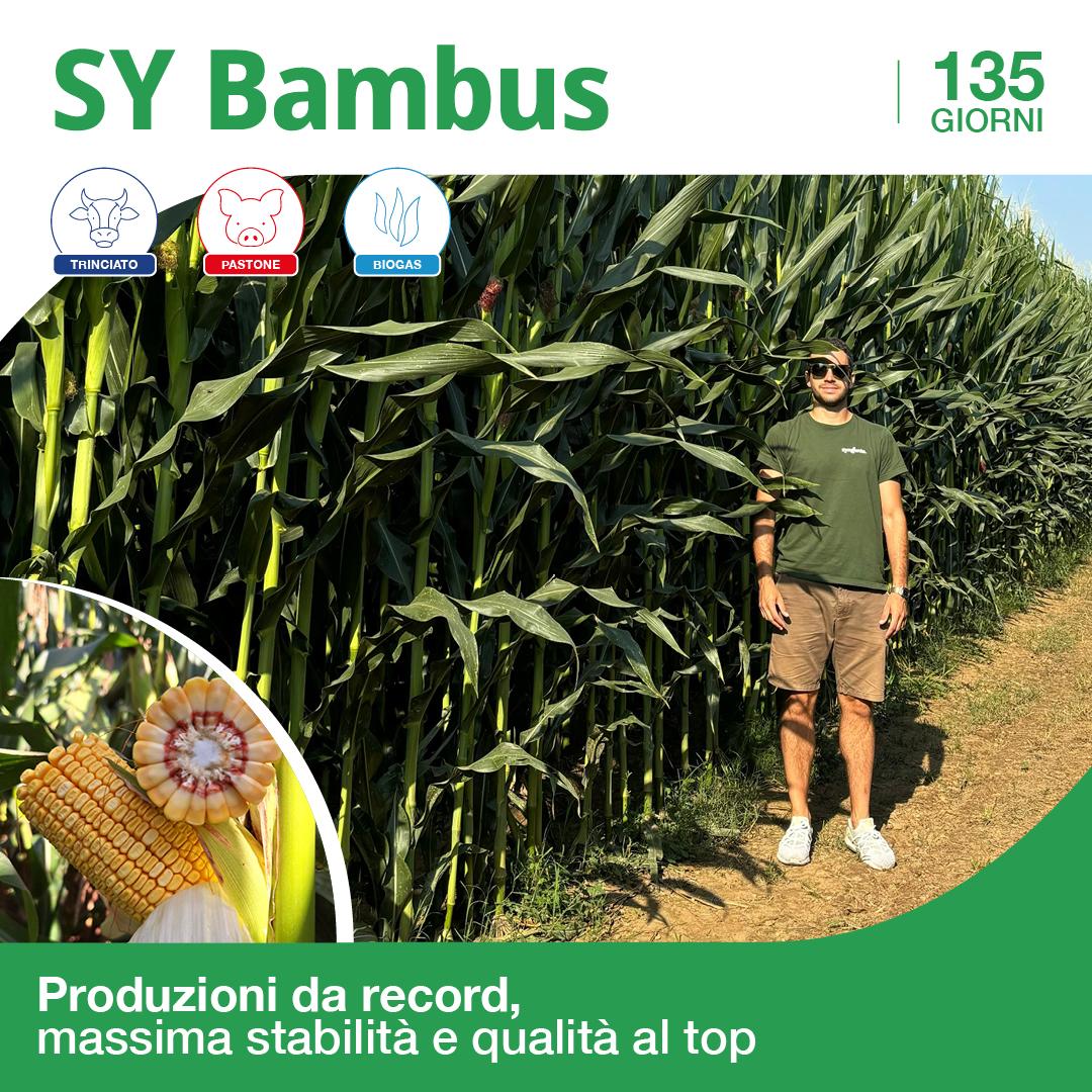 bambus 2025