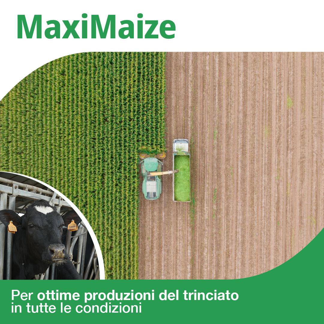 maximaize 2025