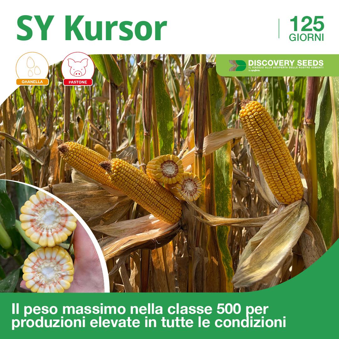 kursor discovery