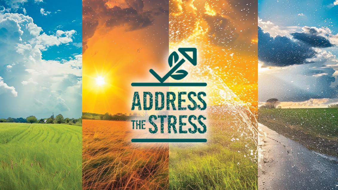 Logo Grande Address The Stress 