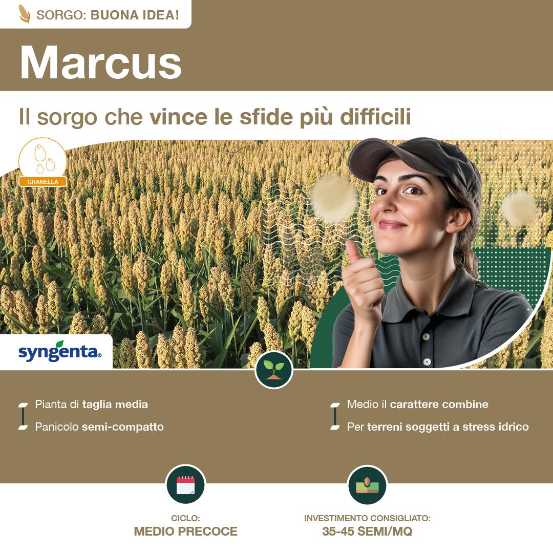 1080x1080_sorgo_syngenta2.jpg