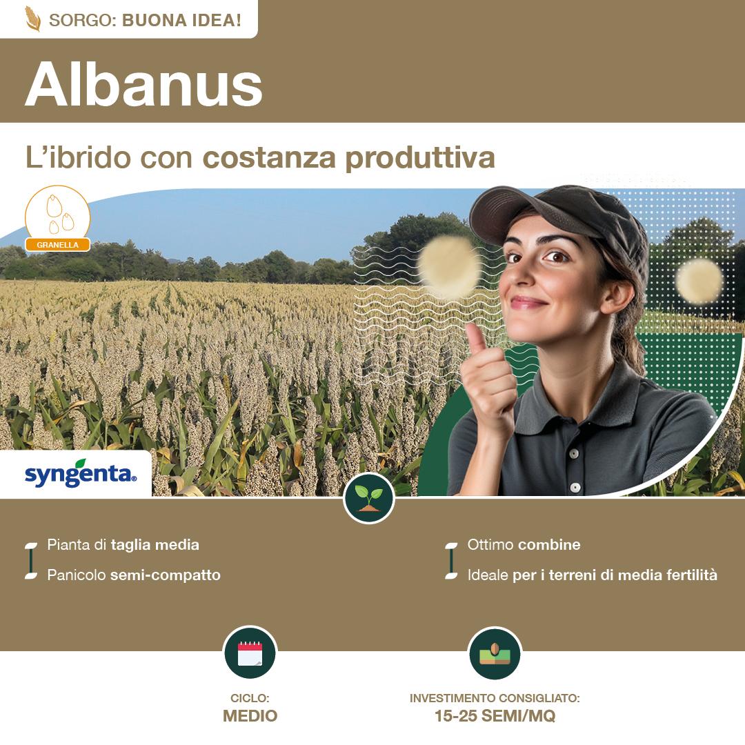 1080x1080_sorgo_syngenta3.jpg