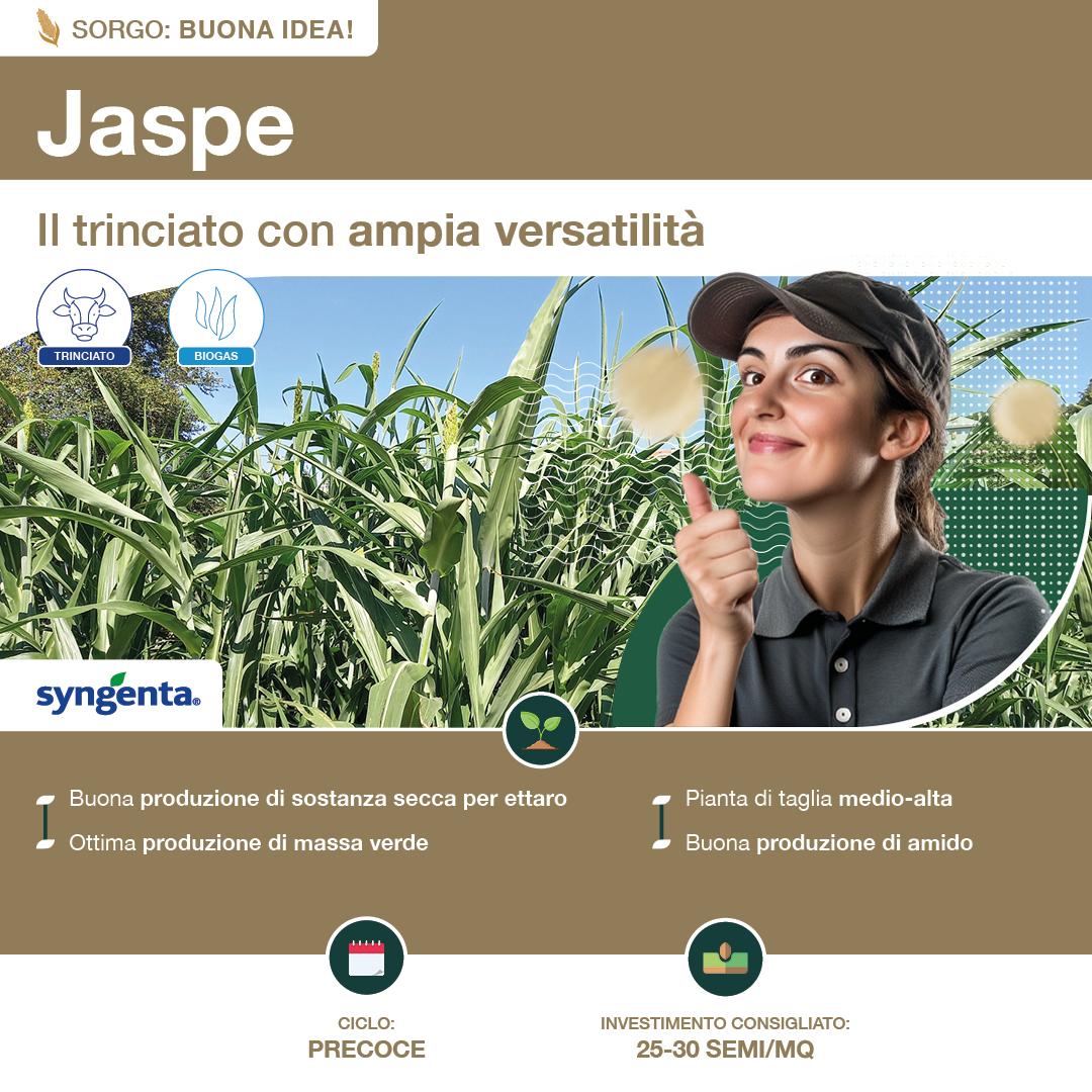 1080x1080_sorgo_syngenta4.jpg