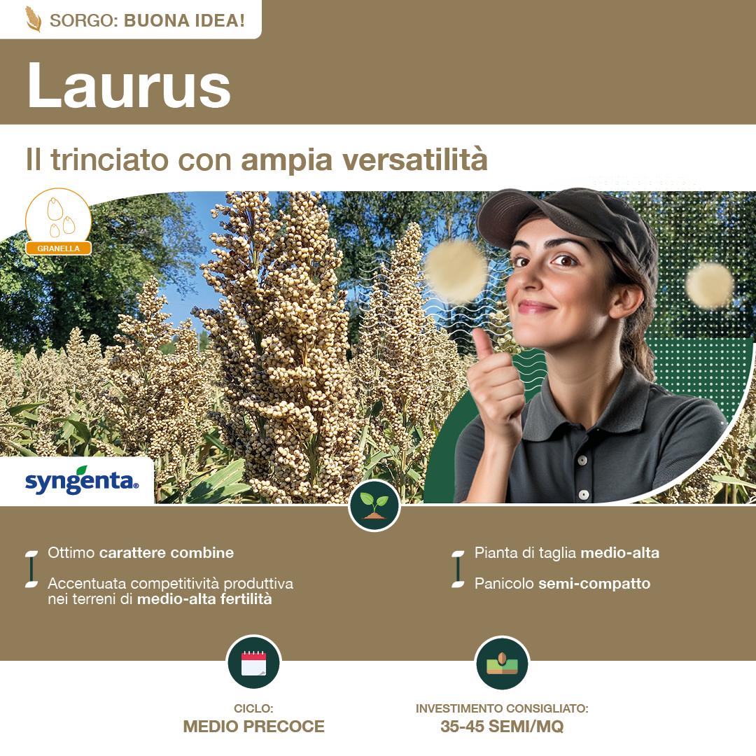1080x1080_sorgo_syngenta5.jpg