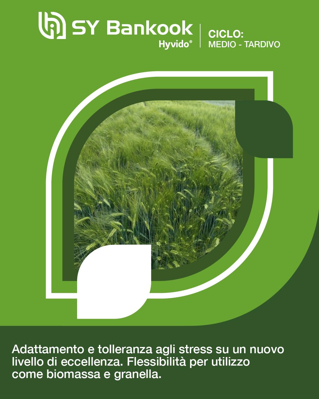 hyvido orzo ibrido bankook