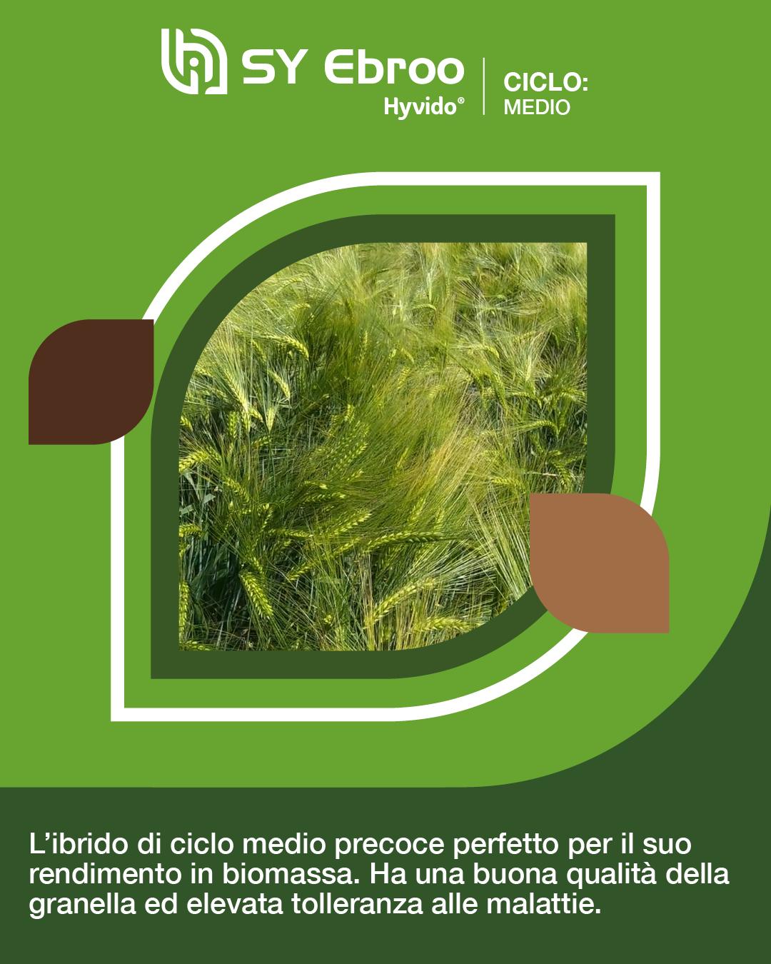 hyvido orzo ibrido ebroo