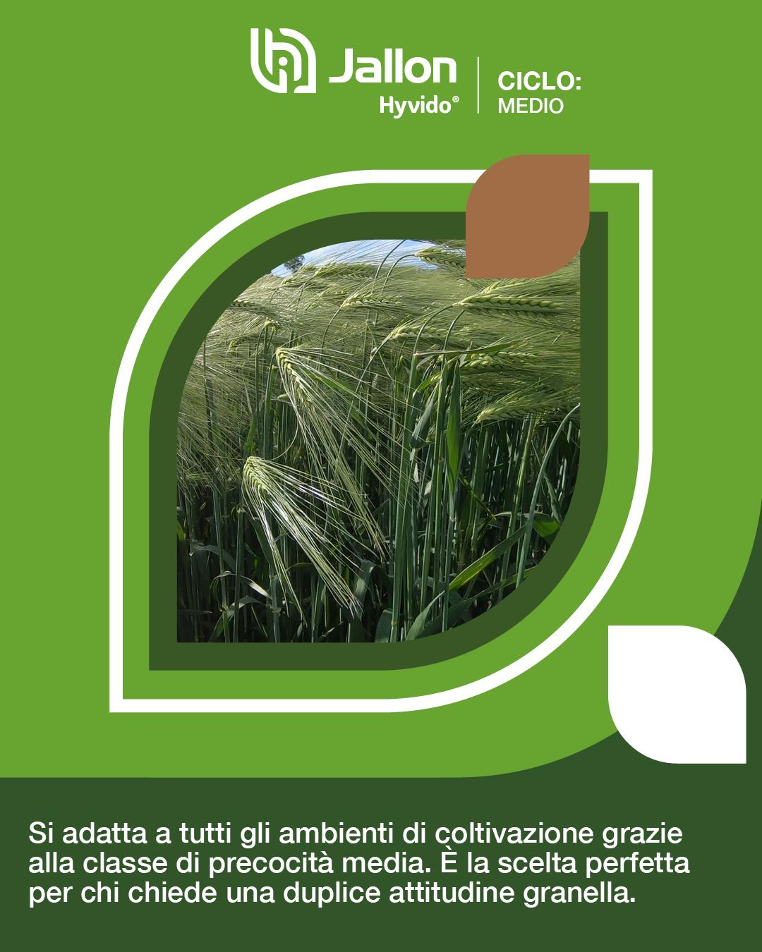 hyvido orzo ibrido jallon