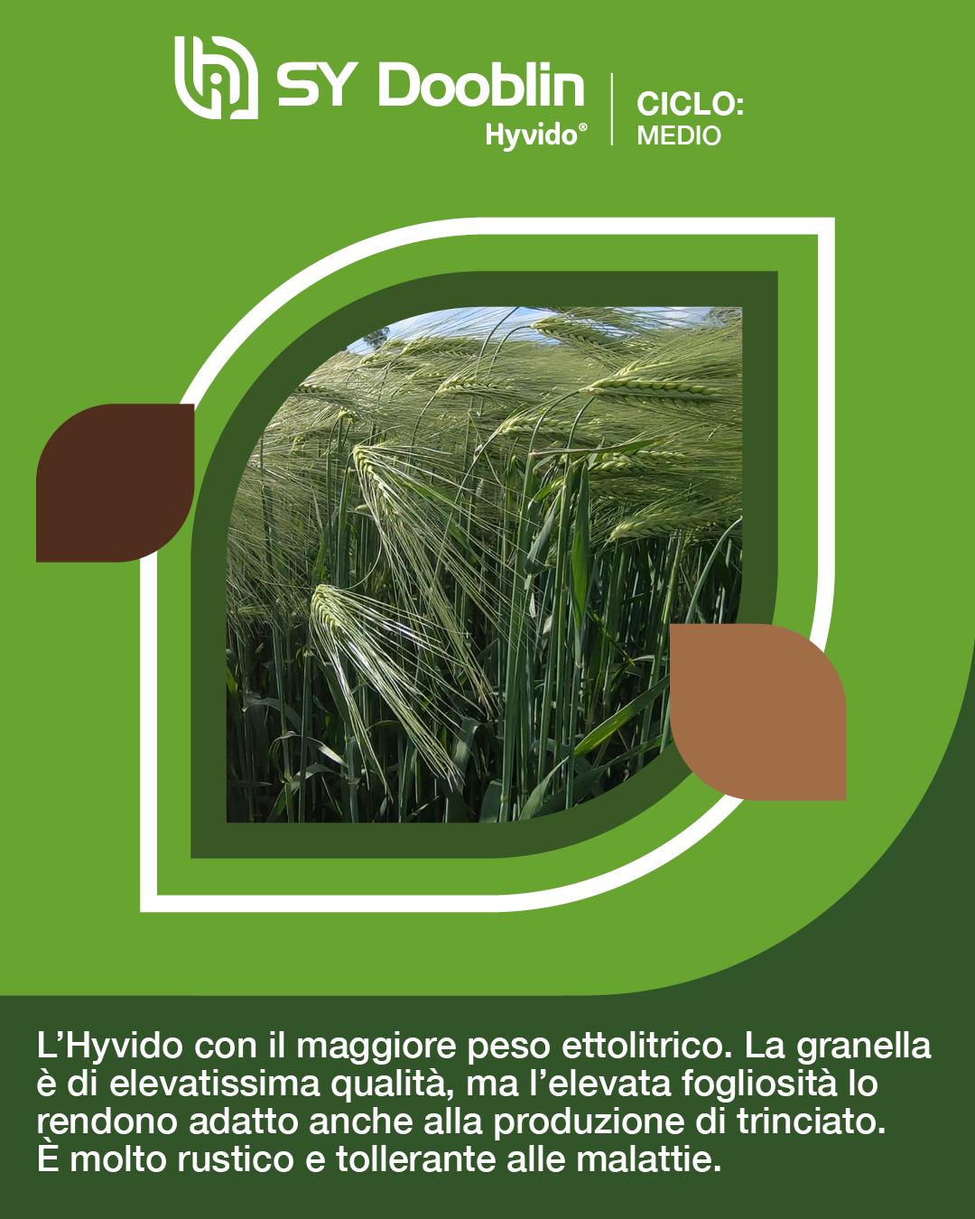 hyvido orzo ibrido dooblin
