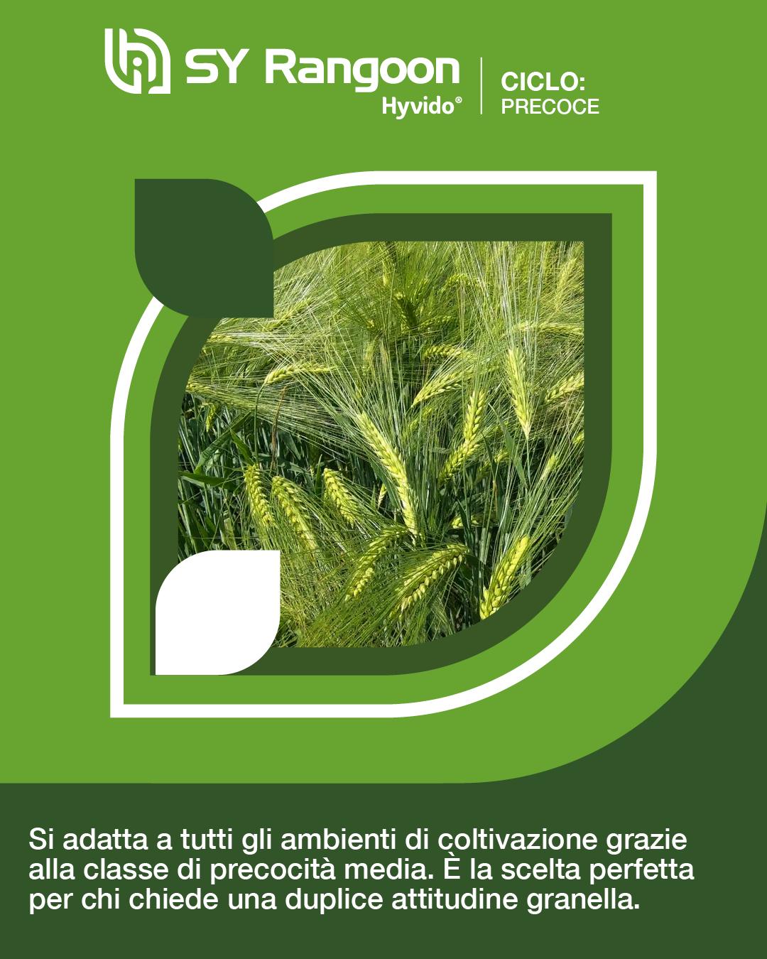 hyvido orzo ibrido rangoon