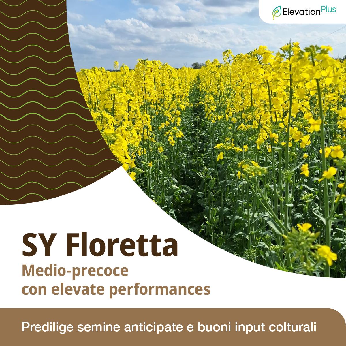 colza floretta
