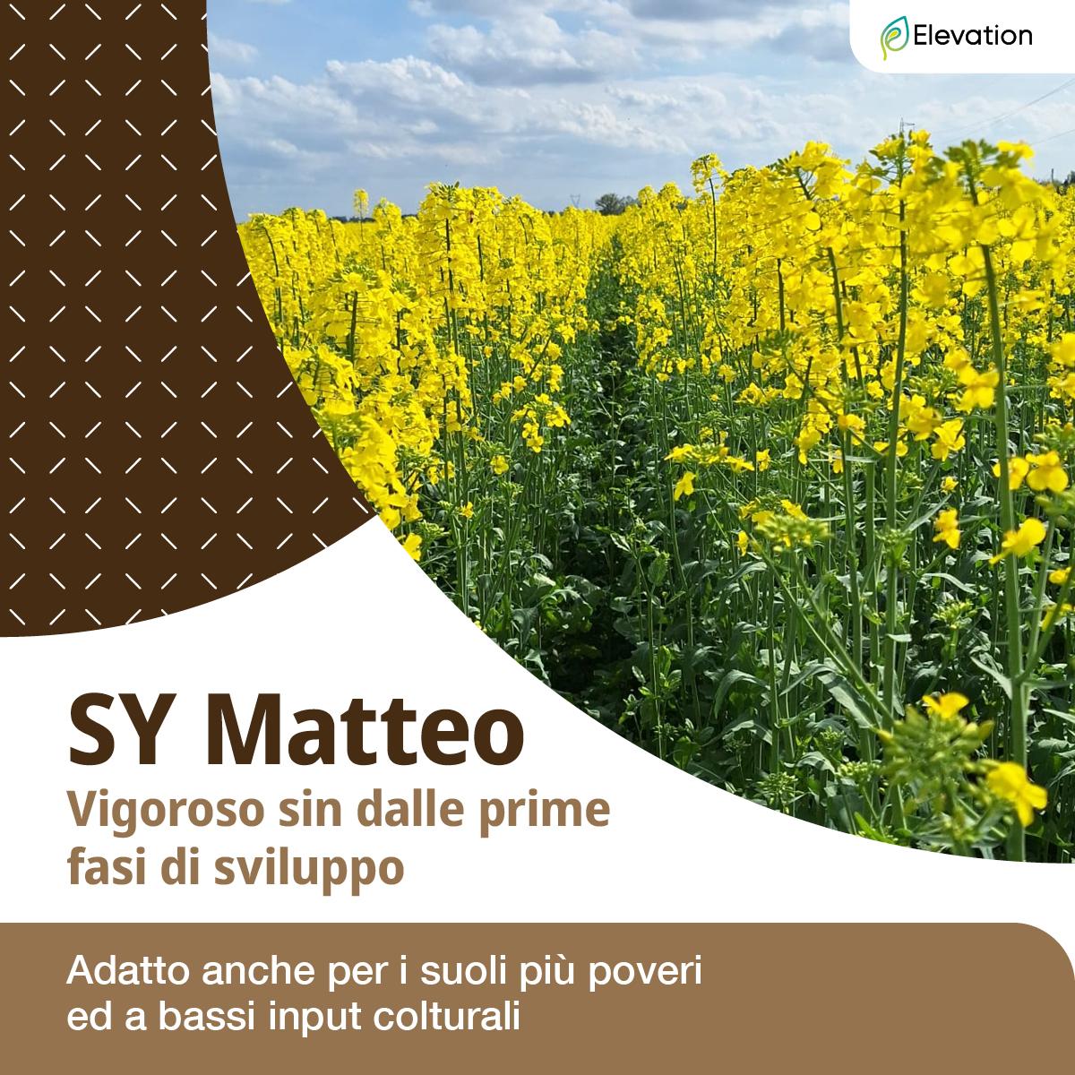 colza matteo