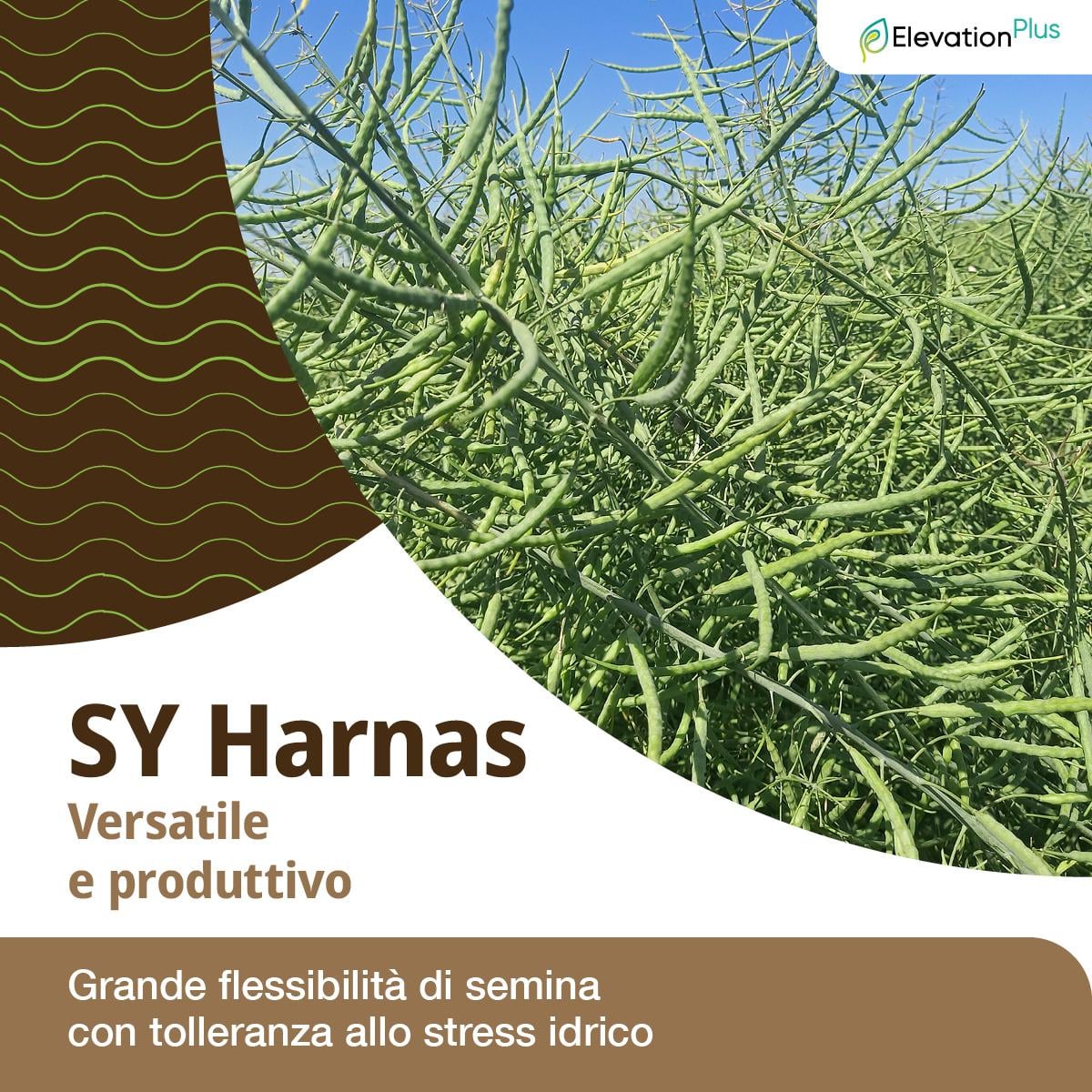 colza harnas