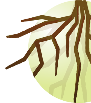 EFFETTI  DELLE ALGHE SULLA RIZOSFERA