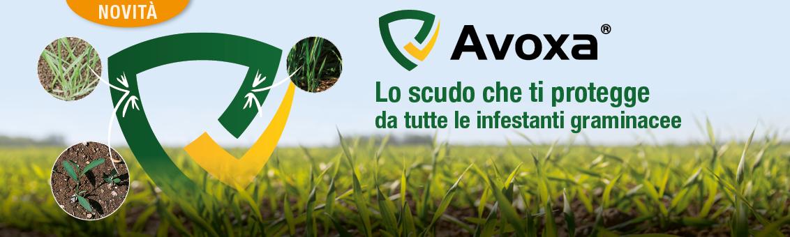 Avoxa_header