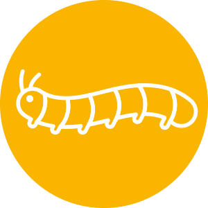 lepidotteri