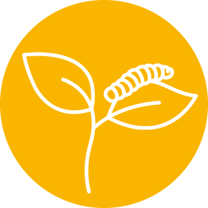 ornamentali