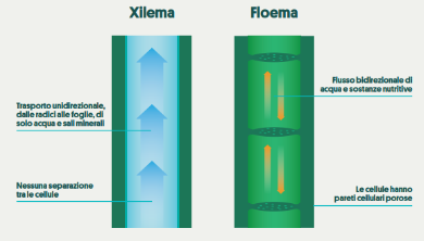 xloema e floema