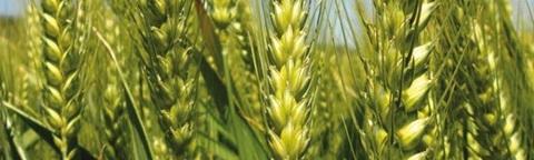 Spighe di grano verdi in primo piano sotto il cielo azzurro
