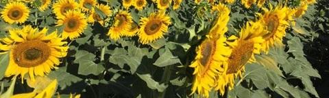 Campo di girasoli gialli al sole, con foglie verdi e ombre scure sullo sfondo