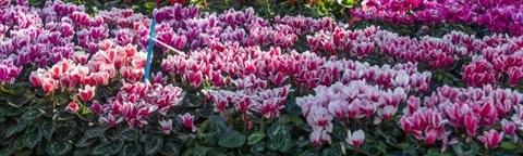 Campo di tulipani rosa e fucsia in fiore, con alberi sullo sfondo