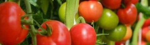 Pomodori rossi e verdi su pianta, in primo piano su sfondo verde