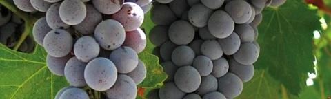 Grappoli di uva viola su tralcio, con foglie verdi sullo sfondo